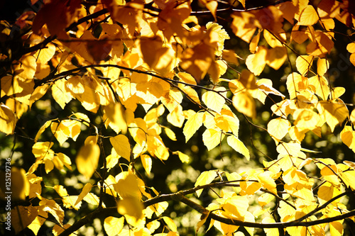 Herbstblätter Sibirische Silberbirke / Die gelblich und gelbbraun scheinenden Blätter der Sibirischen Silberbirke im Herbst. photo