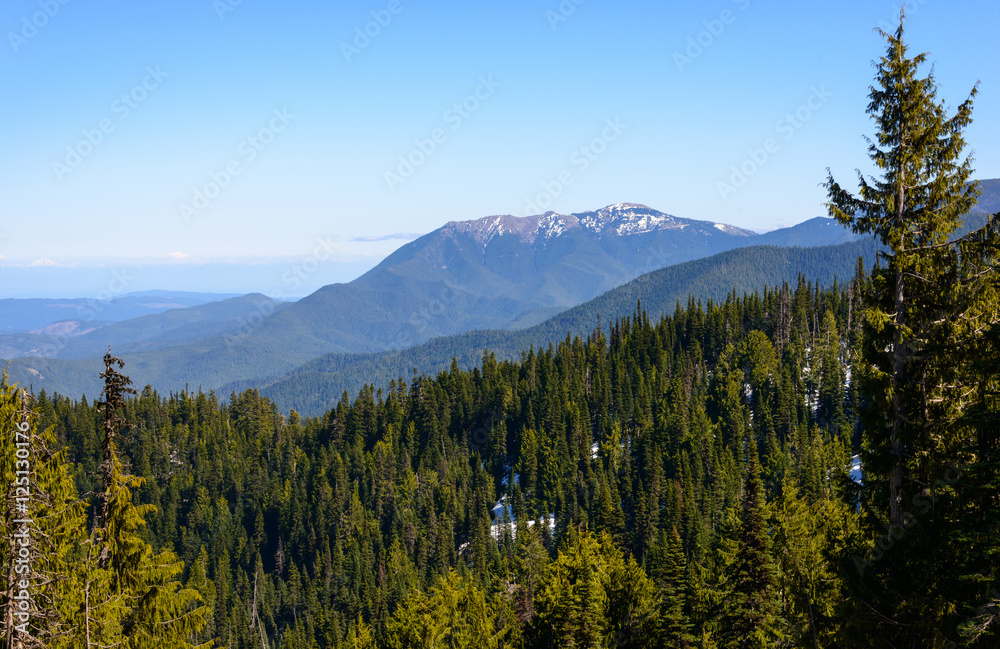 Fototapeta premium Olympic National Park