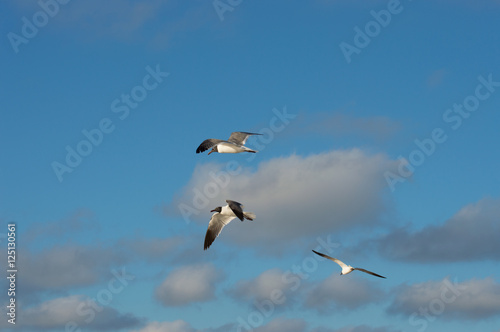 seagull-in-flight