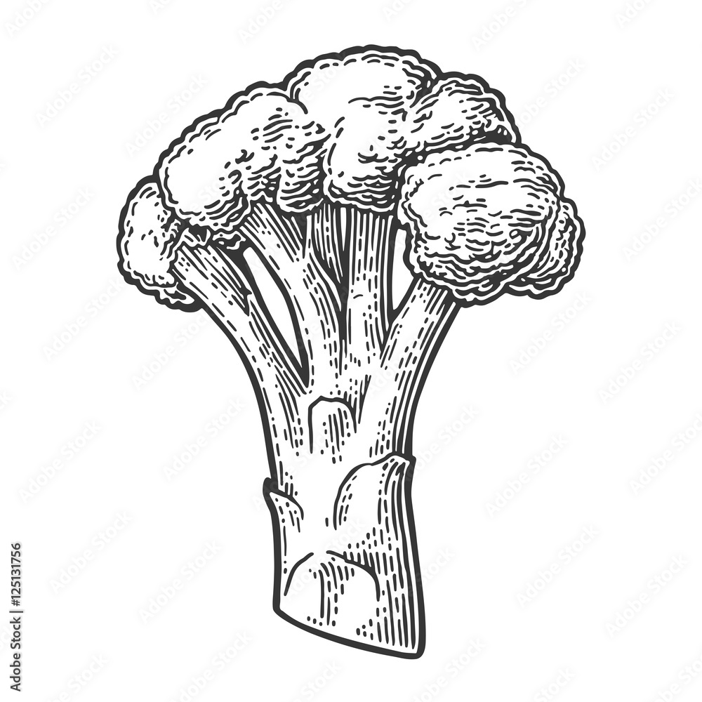 Broccoli. Broccoli Isolated on white background. Broccoli. Broccoli Isolated on white background.