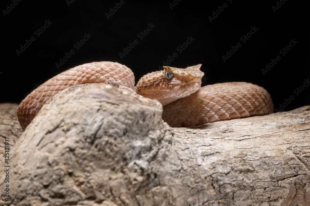 Obraz premium Viper