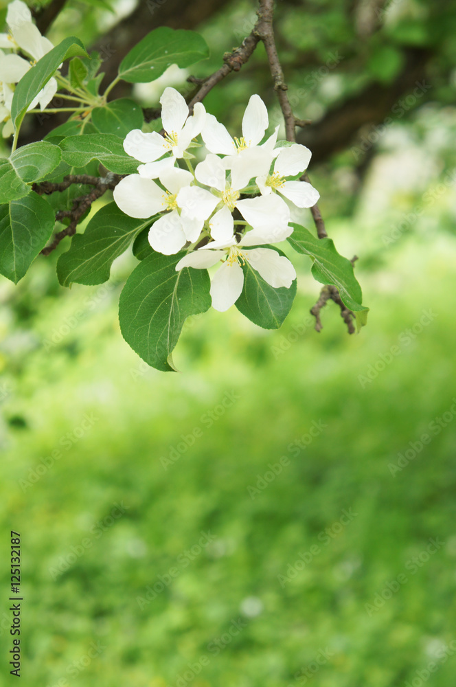 Fototapeta premium Blossoming white apple tree branch