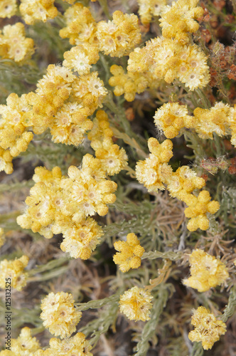 Helichrysum arenarium or Helichrysum plant with yellow dry flowers 