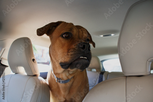 Interested red dog driving in back end of a car