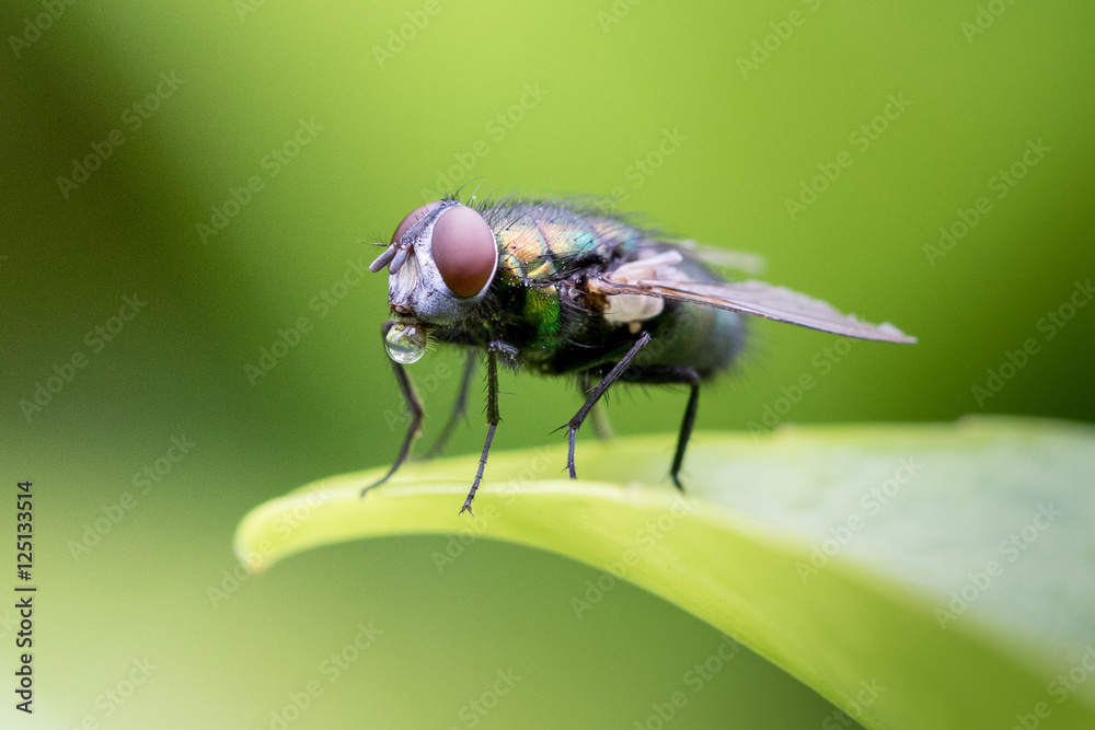 Naklejka premium Fliege01