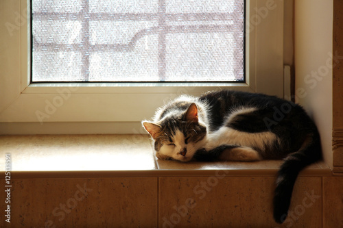 Cute domestic cat sleeping on tile windowsill lit by sunlight