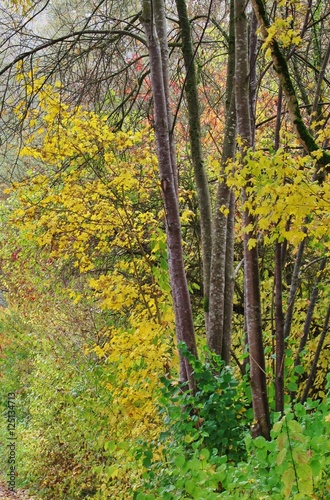 Fototapeta Naklejka Na Ścianę i Meble -  Herbstwald
