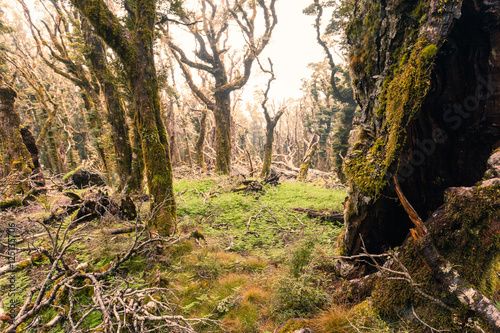 Ghostly virgin mountain rainforest Marlborough NZ