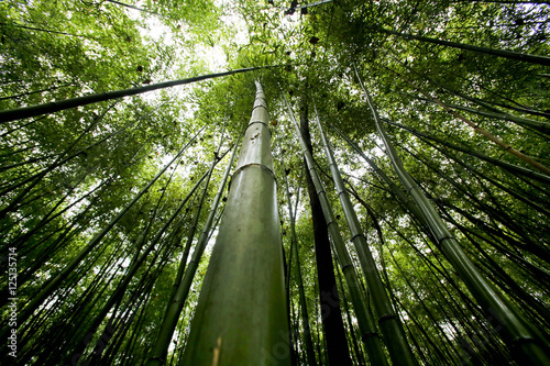Bamboo forest in Korea South