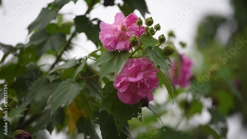 Wallpaper Mural Cotton rose flower (Hibiscus mutabilis L) with water drops in rainy day, with sound Torontodigital.ca