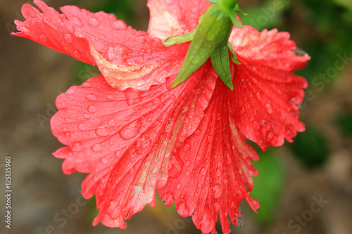 hibiscus et pluie