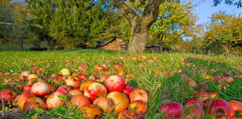 Naklejka premium Fallobst auf einer Streuobswiese