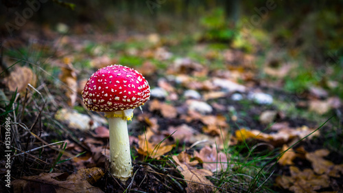 Fliegenpilz, Amanita Muscaria