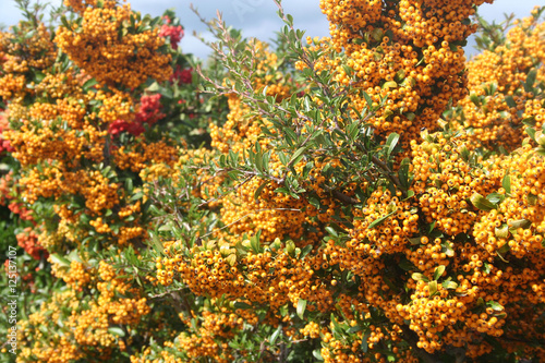 cespuglio di Pyracantha con bacche gialle in autunno