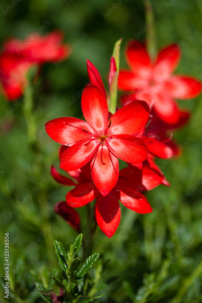 Red schizostylis flower taken vertically Red schizostylis flower taken vertically