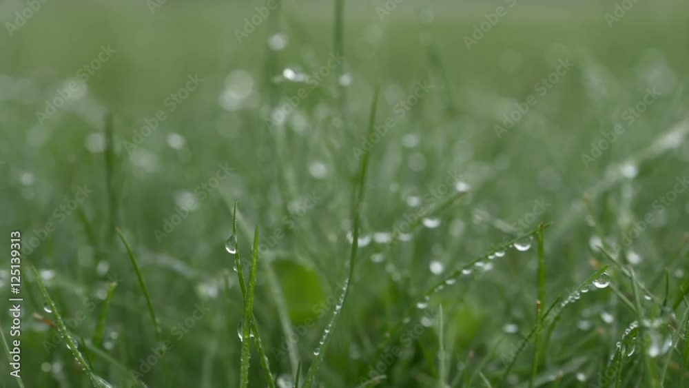 Grass with dew drops. Blurred foots, Background With Water Drops background Grass with dew drops. Blurred foots, Background With Water Drops background