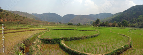 rice fields in myanmar photo