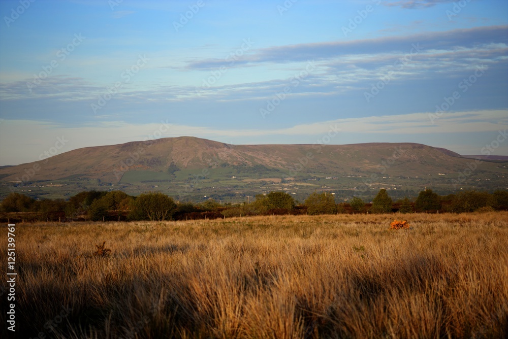 fields of gold