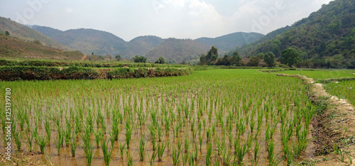 rice fields in myanmar photo