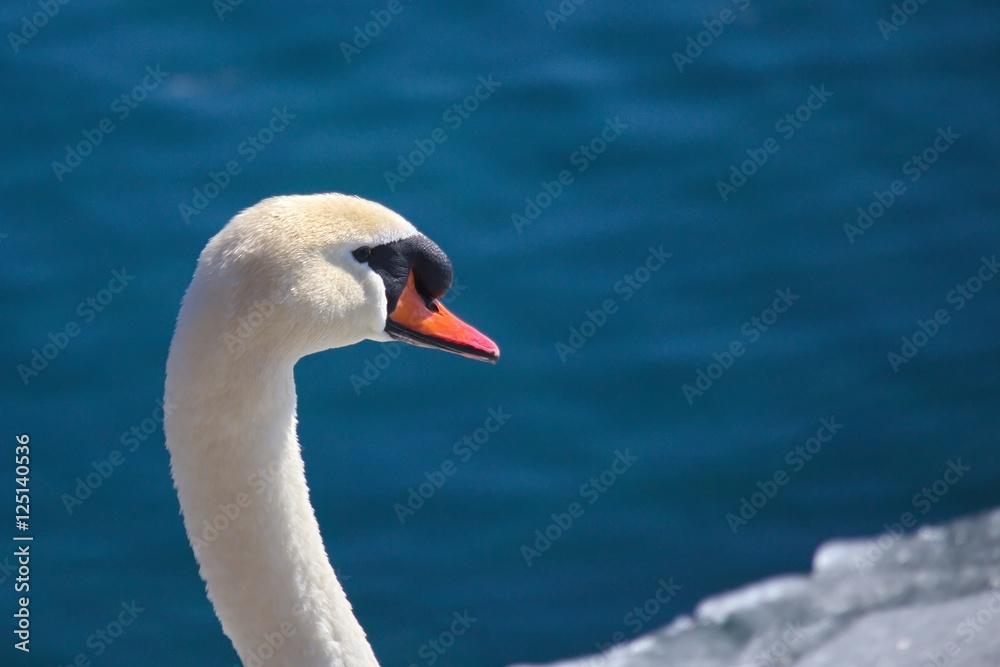 Swan