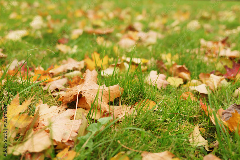 autumn maple leaves on the grass autumn maple leaves on the grass