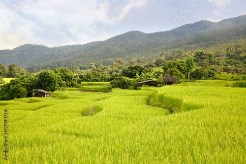  rice terrace at chiangmai , thailand