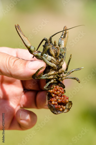 Freshwater crayfish with eggs carried on its underside
