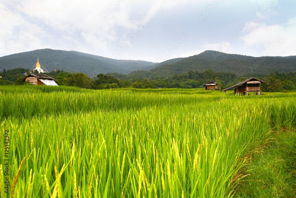 rice terrace at chiangmai , thailand
rice terrace at chiangmai , thailand
