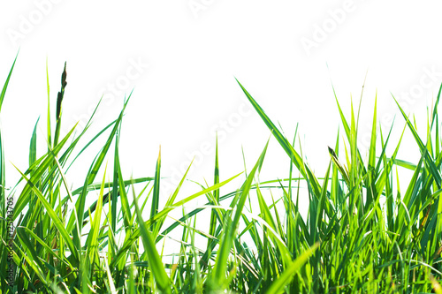 grass