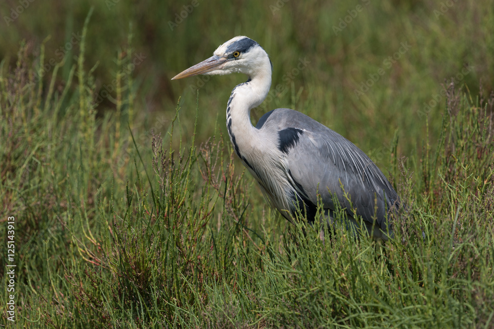 Graureiher, Grey heron, Ardea cinerea Graureiher, Grey heron, Ardea cinerea