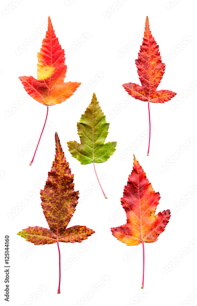 Fototapeta premium multicolor pressed decorative maple leaves