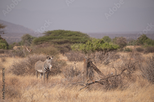 Fototapeta Naklejka Na Ścianę i Meble -  Zebra in Samburu National Park, Kenya Africa