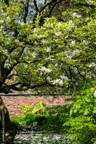 Fototapeta Naklejka Na Ścianę i Meble -  Magnolia Tree with Blooming Flowers