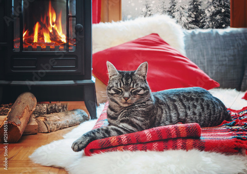 cat relaxing beside fireplace