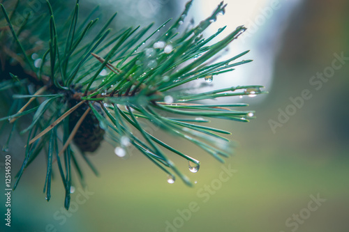 fir dew. Pine tree with morning dew on the twig, abstract natura