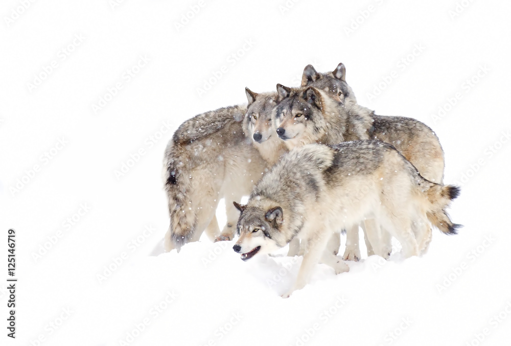 Fototapeta premium Timber wolves or Grey Wolf (Canis lupus) pack isolated on a white background playing in the snow against a white background in Canada