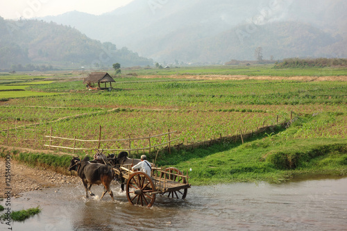 Farmer working in the field with water buffalo