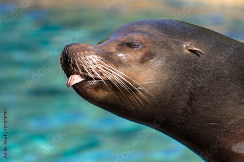 Primer plano de un león marino sacando la lengua cerca del agua