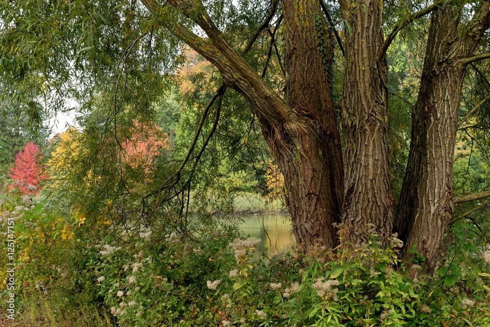 paysage automne