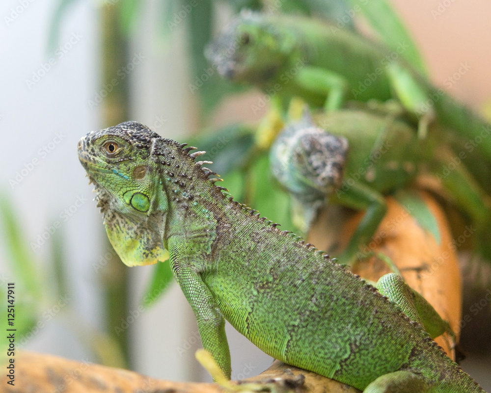lizard iguana lizard iguana