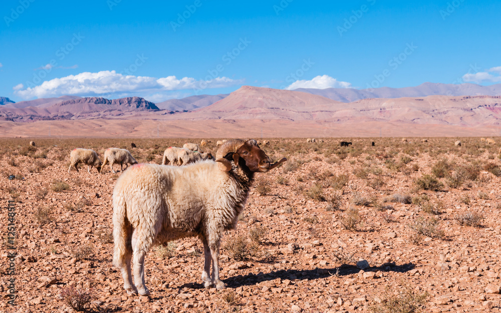 Fototapeta premium Widder mit Schafherde im Hohen Atlas; Marokko