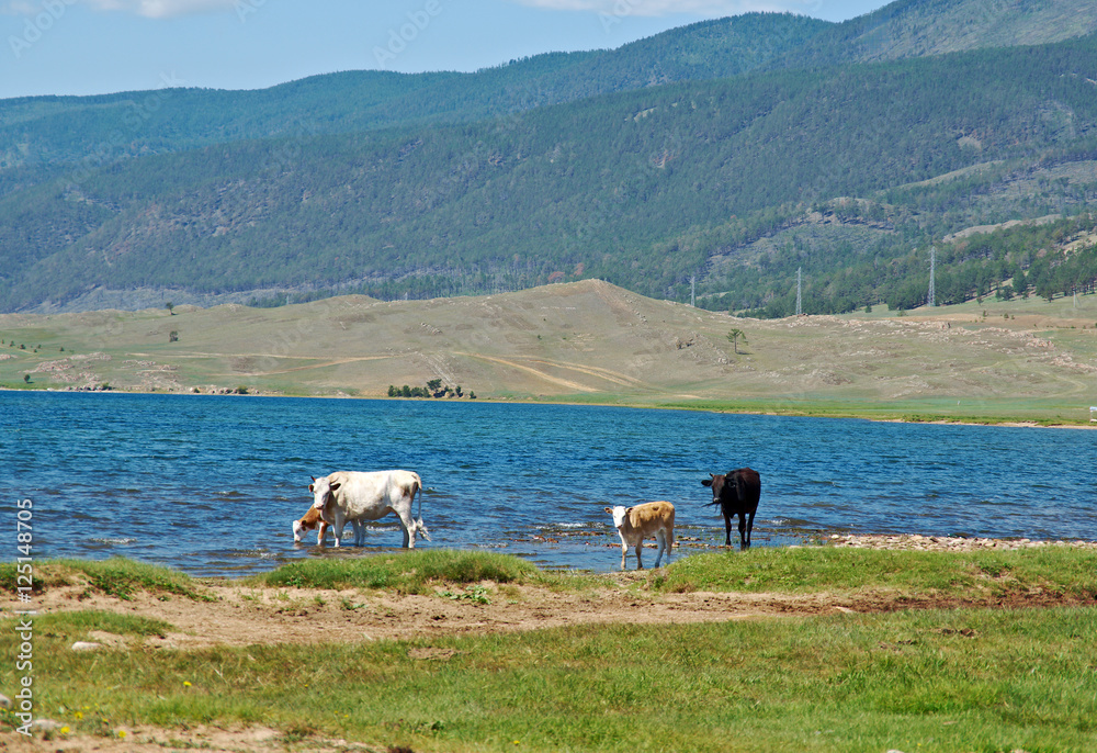Obraz premium shore of Baikal lake