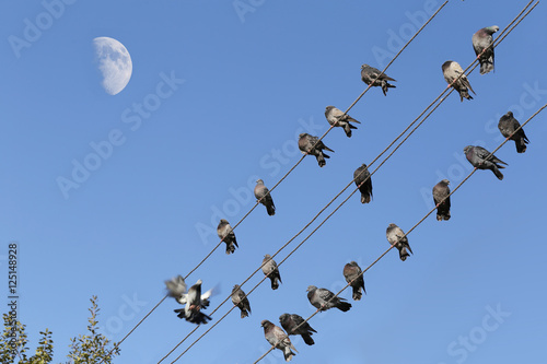 Pigeons sit above mentioned trees, but below the moon