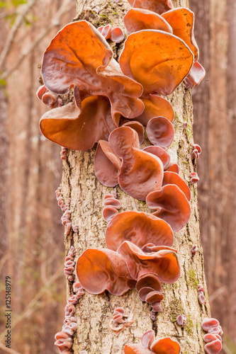 Jews Ear fungus Auricularia auricula-judae on wood photo