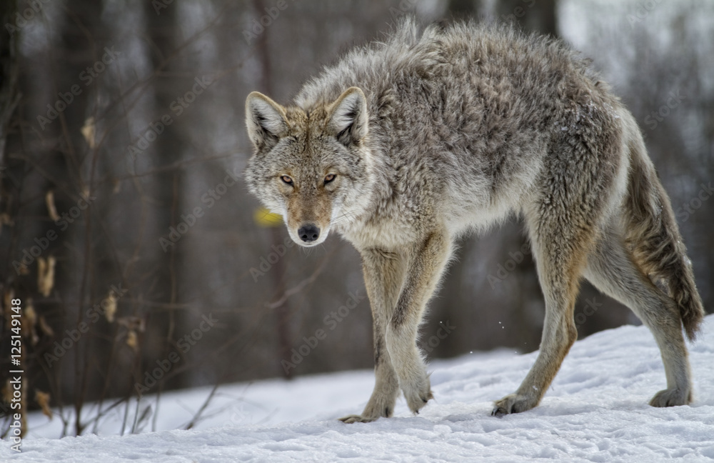 Coyote Coyote