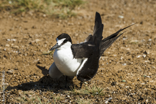 Sterne fuligineuse, Onychoprion fuscatus, Ile Ascension, Atlantique Sud photo