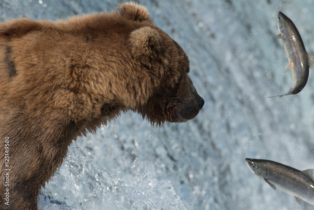 Alaskan brown bear catching salmon Alaskan brown bear catching salmon