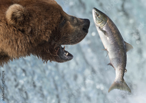 Alaskan brown bear catching salmon photo
