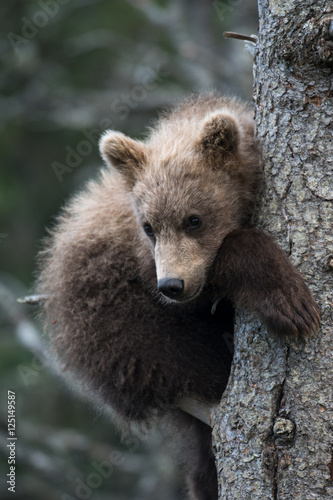 Cute Alaskan brown bear cub