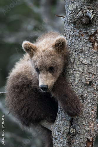 Cute Alaskan brown bear cub